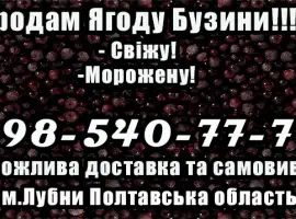 Зображення для оголошення Підприємство продає гуртом ягоду бузини! Деталі за телефоном!Умови Договірні