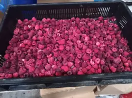 Зображення для оголошення Продам малину заморожену оптом від 10 тонн. 65/35