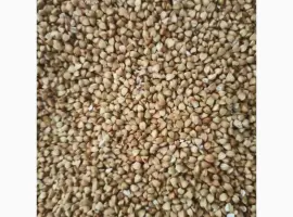 Зображення для оголошення Продам крупу гречану зелену