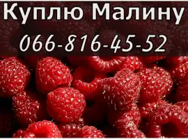 Зображення для оголошення Завод переробник закуповує великим та дрібним оптом малину