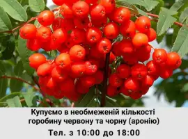 Зображення для оголошення Купуемо горобину