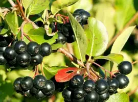 Зображення для оголошення Куплю аронію