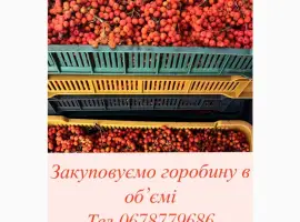 Зображення для оголошення Куплю горобину червону (рябіна/рябина)