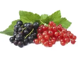 Зображення для оголошення Куплю заморожену поричку і смородину звичайну і органічну