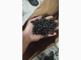 Зображення для оголошення Продам смородину
