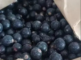 Зображення для оголошення Продам смородину