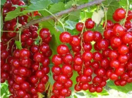 Зображення для оголошення Куплю свіжу порічку