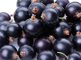 Зображення для оголошення Купимо чорну смородину