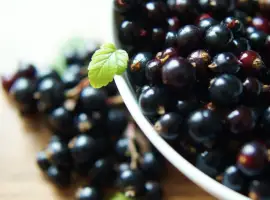 Зображення для оголошення Куплю смородину від населення
