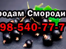Зображення для оголошення Продам смородину дрібним та великим оптом