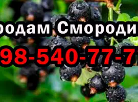 Зображення для оголошення На постійній основі продаю ягоду смородини 2025 року врожаю