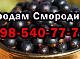 Зображення для оголошення Продам оптом смородину у будь-якій кількості! ОПТ! 2025