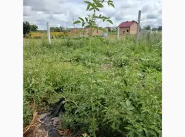 Зображення для оголошення Плантація шипшини 5га