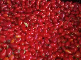 Зображення для оголошення Купимо шипшину