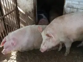 Зображення для оголошення Продаж свиней,в и.Хуст, живой вес