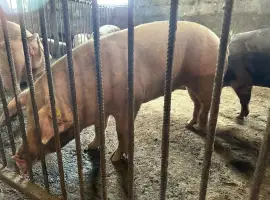 Зображення для оголошення Свинина живым весом , порода Пьетрен, Дюрок