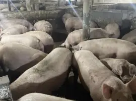 Зображення для оголошення Продам свиней !! жива вага
