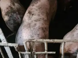 Зображення для оголошення Продам свиней живым весом,Свині живою вагою