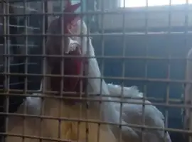 Зображення для оголошення Продам бройлера живым весом. Бройлер живой вес.