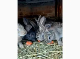 Зображення для оголошення Продам кроленят Фландерів
