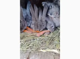 Зображення для оголошення Кролики