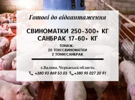 Зображення для оголошення Свині на продаж