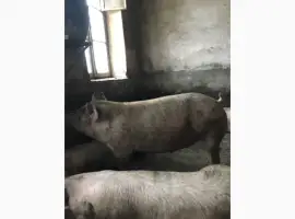 Зображення для оголошення Куплю свиней 150
