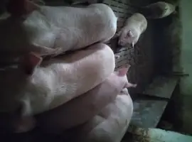 Зображення для оголошення Продам свині