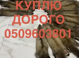 Зображення для оголошення Куплю шкіри куниці ДОРОГО приїдемо самі