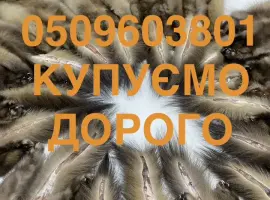 Зображення для оголошення Куплю шкіри куниці купимо у оптовиків