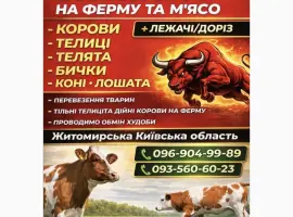 Зображення для оголошення Закупiвля худоби на м'ясо та на тримання Житомирська область Київська область