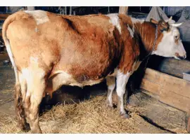 Зображення для оголошення Продам корову