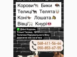 Зображення для оголошення Куплю ВРХ дорого
