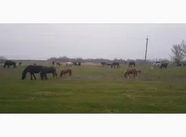 Зображення для оголошення Продам коней / кобили / лошата