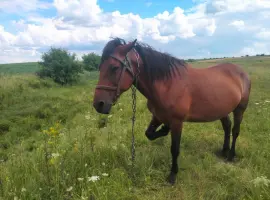 Зображення для оголошення Продам робочу кобилу