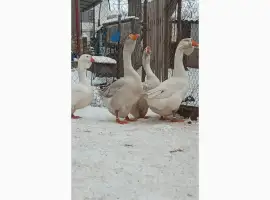 Зображення для оголошення Яйця гусей холмогор