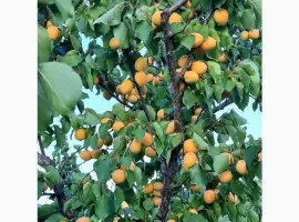 Зображення для оголошення Продам саджанці абрикоса