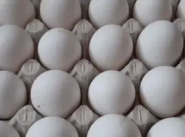 Зображення для оголошення Инкубационное яйцо Леггорн белый