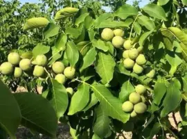 Зображення для оголошення Саджанці грецького горіха Іван Багряний - 2-річний
