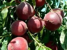 Зображення для оголошення Якісні саджанці персика Роял Маджестік