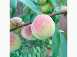 Зображення для оголошення Персик Хасанский клон Железова