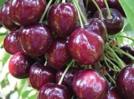 Зображення для оголошення Черешня Стакатто