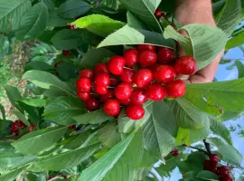 Зображення для оголошення Продам саджанці черешень