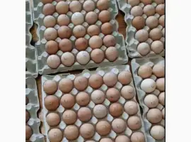 Зображення для оголошення Инкубационное яйцо