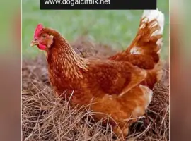 Зображення для оголошення Кури несушки Ломанн Браун 4