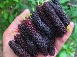 Зображення для оголошення Черенки Китайської шовковиці для щеплення або вкорінення