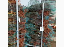 Зображення для оголошення Саджанці яблунь від Італійських розсадників