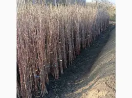 Зображення для оголошення Саджанці яблунь / Саженцы / Опт