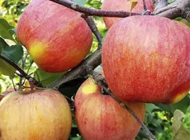 Зображення для оголошення Саджанці яблуні Фуджі - 1-річний