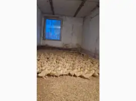 Зображення для оголошення Продаються утята породи "Мулард"